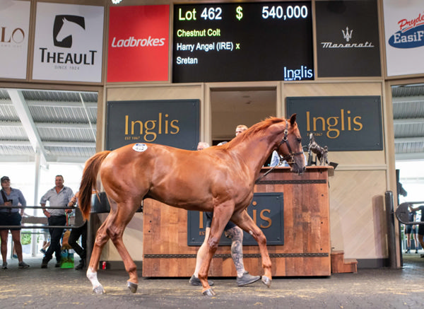 $540,000 Harry Angel (IRE) colt from Sretan stars on Monday.