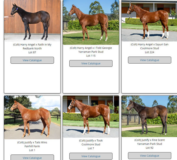 Click to see all the images for first season sires that have been uploaded.