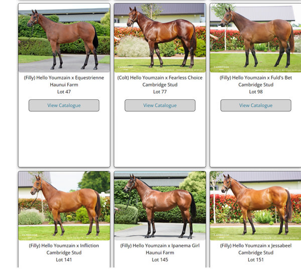 Click to see all yearlings by Hello Youmzain.