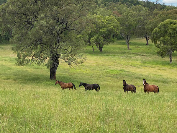 Toooloogan Vale Farm 