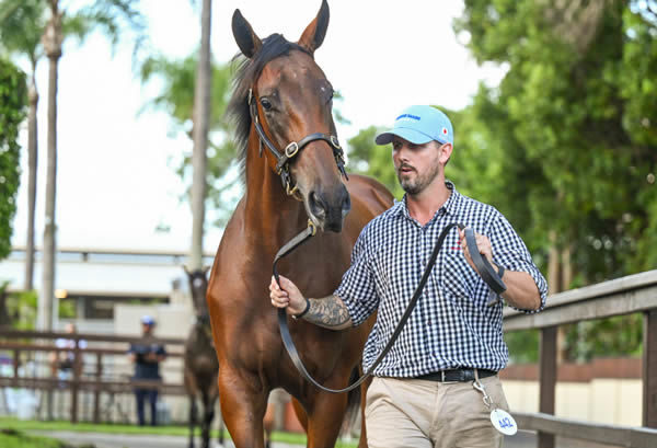 $1million I Am Invincible colt from Arcadia Queen. 