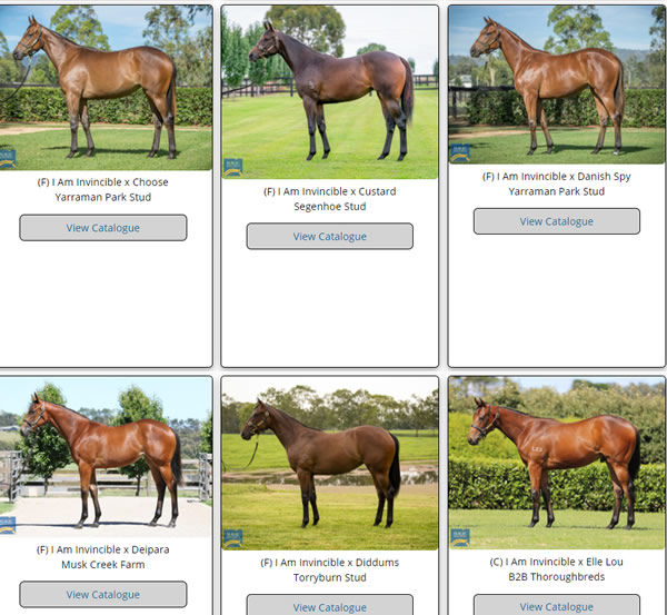 Click here to see the full gallery of yearlings by I Am Invincible with images uploaded.