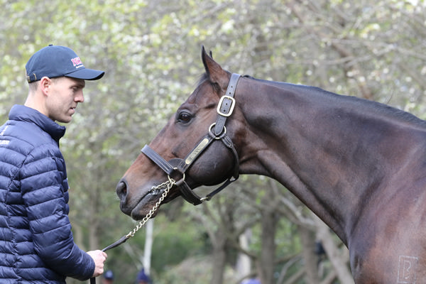 Mitch Pearce has launched Crossley Thoroughbreds.