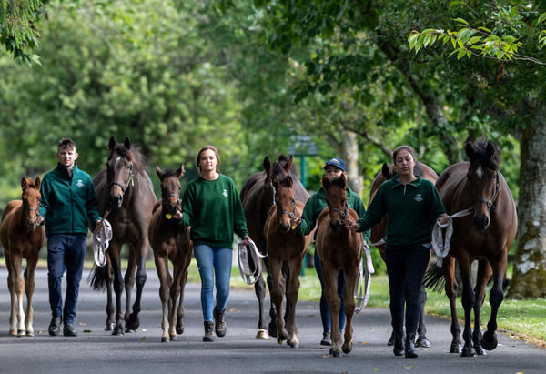 Applications have opened for the 2022 Keith and Faith Taylor Equine Scholarship.