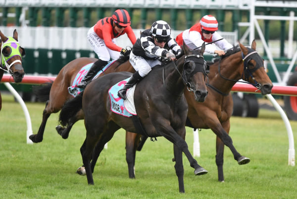 Islington Lass winning the Gr.3 Manawatu Cup (2300m) at Trentham on Saturday.   Photo: Peter Rubery (Race Images Palmerston North)