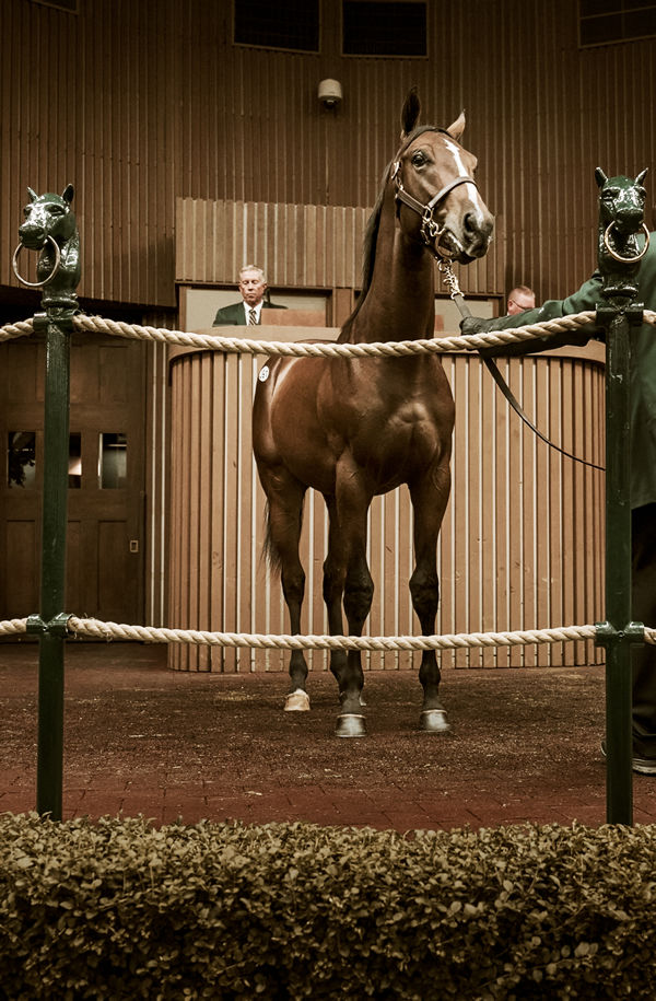 How to Bid Remotely at the Keeneland September Sale
