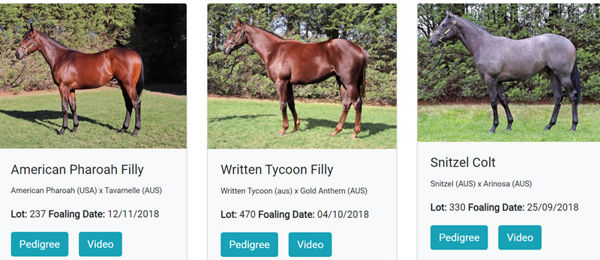 Click to see all of the Lime Country yearlings with video parades.