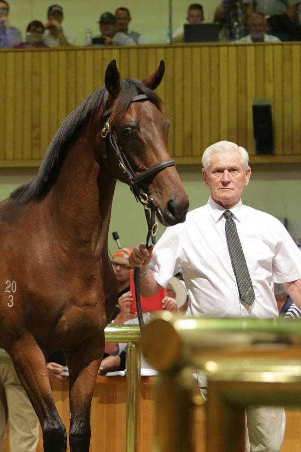 Sir Patrick Hogan leads the final yearling by the great Zabeel through the Karaka Sales ring in 2015 Photo: Trish Dunell