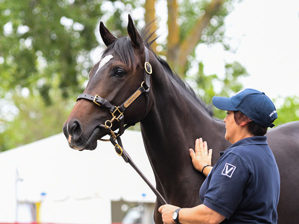 Pencarrow bred yearlings are easy to spot with their distinctive brand.