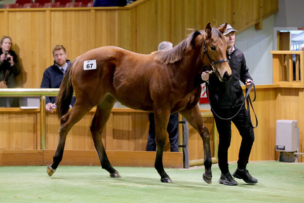 Lot 67, a filly by Proisir out of Jazamour was purchased for $140,000 by Kaha Nui Farm  Photo: Trish Dunell