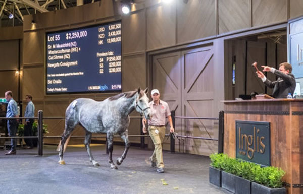 Loving Gaby's dam Maastricht fetched $2,250,000 at the Inglis Chairman's Sale last year