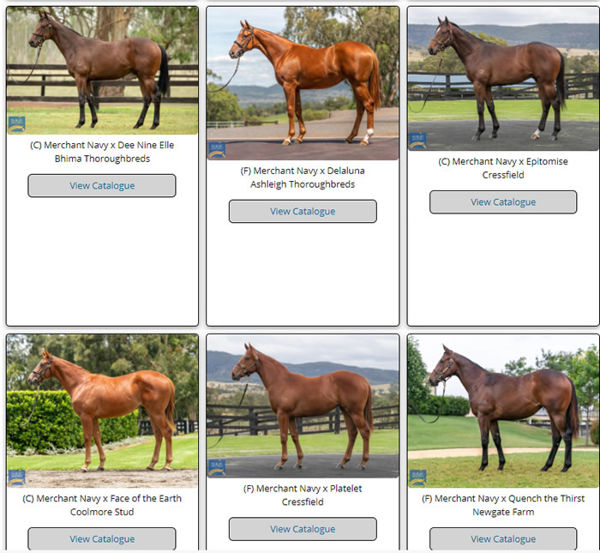 Click to view all Merchant Navy yearling images uploaded to MM.