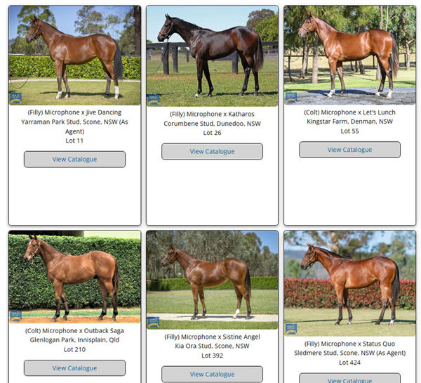 Click to see all his yearling images.