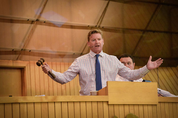 NZB’s Director of Business Development and Head Auctioneer, Mike Kneebone.