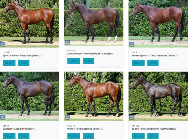 Click to see all the Newhaven Park yearlings with parade video and images.