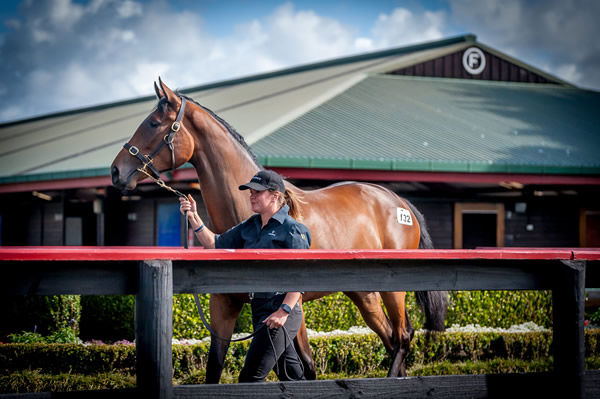 NZB's Ready to Run Sale is known as the best horses in training sale globally.