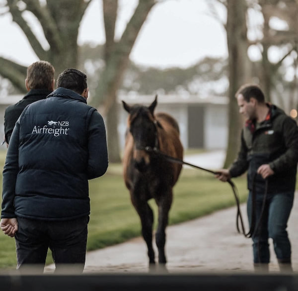 New Sales Season Kicks off with Yearling Inspections