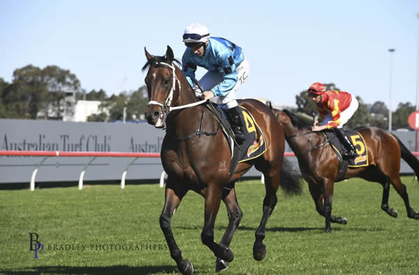 Osamu made $1.7 million as an Inglis Easter Yearling and $340,000 as a tried racehorse - image Bradley Photography