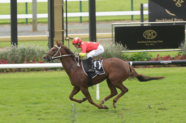 Promising filly Oseleta strides to victory at Ellerslie Photo Credit: Trish Dunell