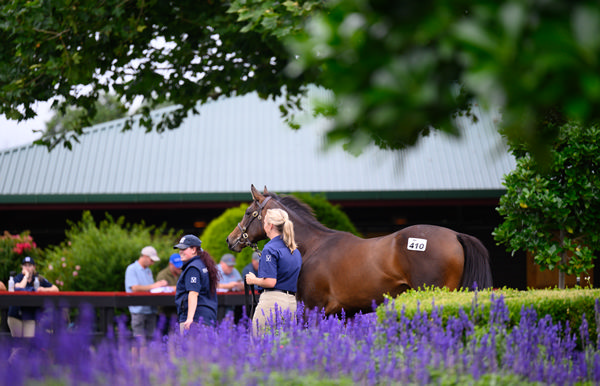 The search for G1 contenders at Karaka starts with Pencarrow Stud.