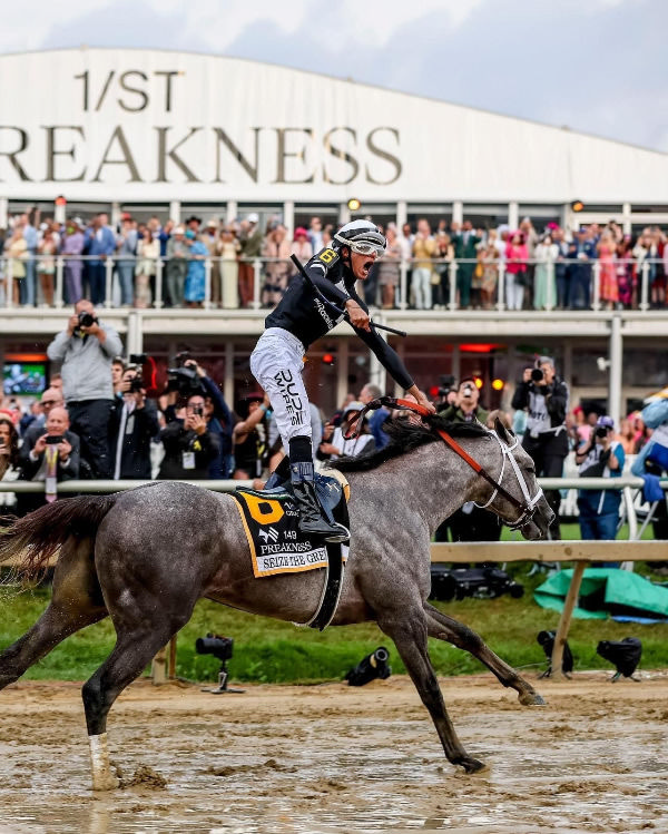 Seize the Grey looks destined for a lucrative career at stud.