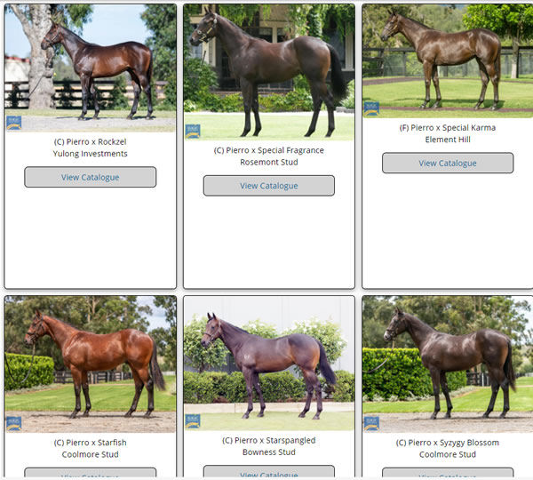 Click here for all the Pierro MM yearlings with images uploaded. 