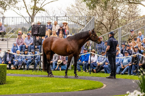 Pride of Dubai is the sire of superstar mares Pride of Jenni and Bella Nipotina and may be the best value sire in Australia priced at $22,000.