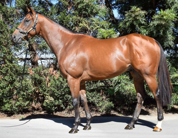 Rule of Law was bought by his current owners through Inglis Digital - click to see his sale page.