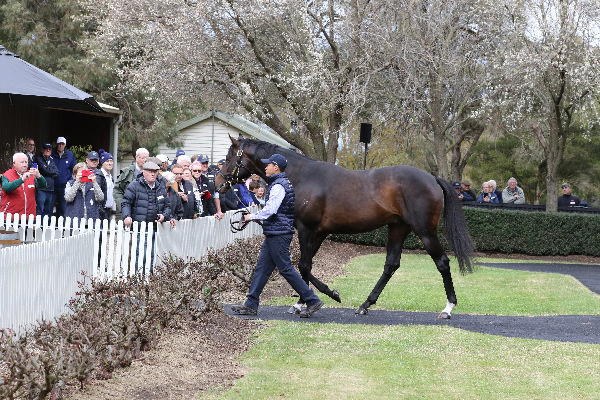 Russian Camelot (IRE) stands at Widden Victoria, click for more info.