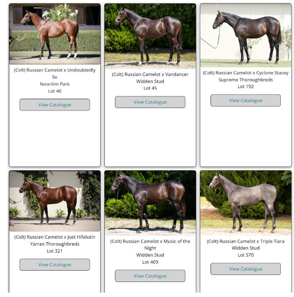 Click to see all Russian Camelot yearling images.