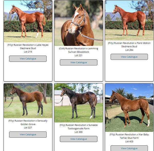 Click here to see all the Russian Revolution weanlings, who would you pick as a pinhook winner? 