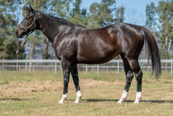 Lot 8 Samara Dancer sold for $750,000 