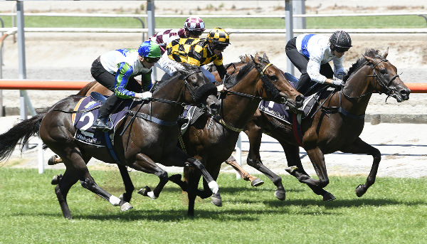 Savaglee (inside) winning his 1100m trial at Matamata on Friday.   Photo: Kenton Wright (Race Images)