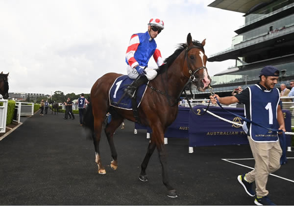 Sejardan is full steam ahead for the Golden Slipper !