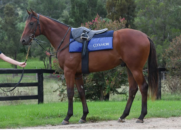 Shinzo will have a home for life at Coolmore!