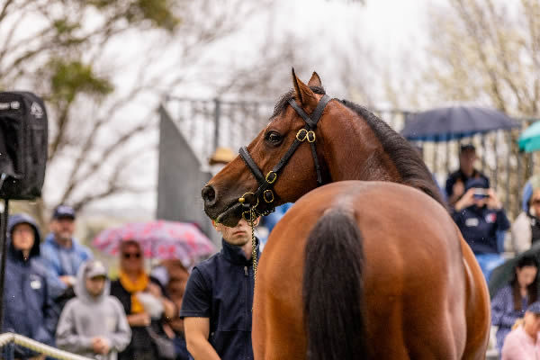 2021 European Horse of the Year St Mark's Basilica (Fr) has the profile of a champion sire of the future and is priced at $38,500. 