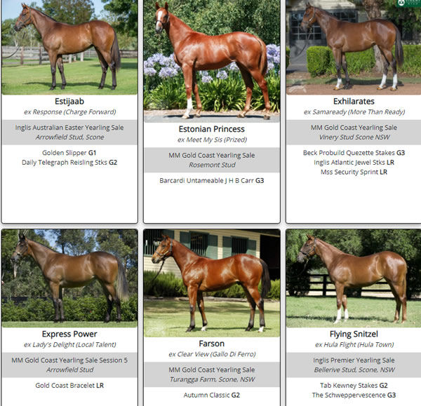 Click to see the full gallery of Snitzel SW's as yearlings.