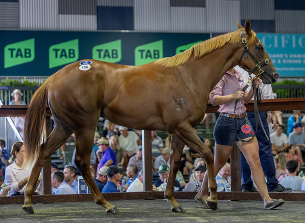 $1.4million Snitzel filly from In Times of War - image Magic Millions