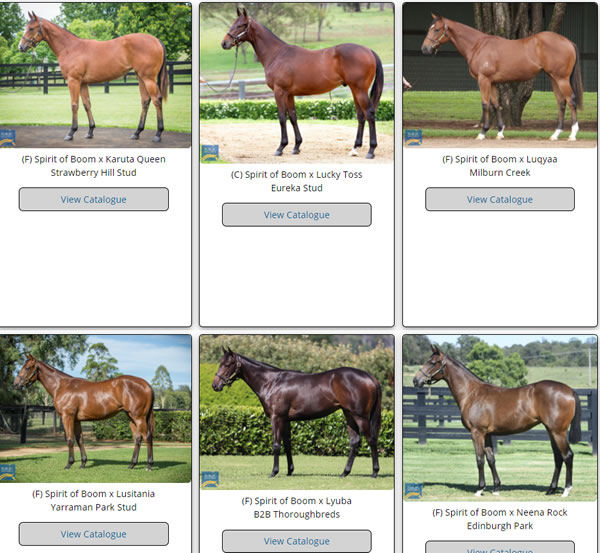 Click here to see the full gallery of MM Spirit of Boom yearlings with images uploaded.