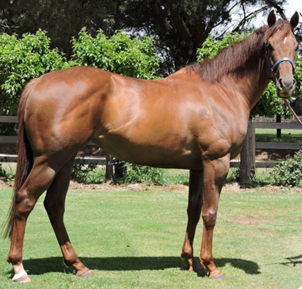 Srikandi sold for $2million at the Inglis Chairman's Sale last year