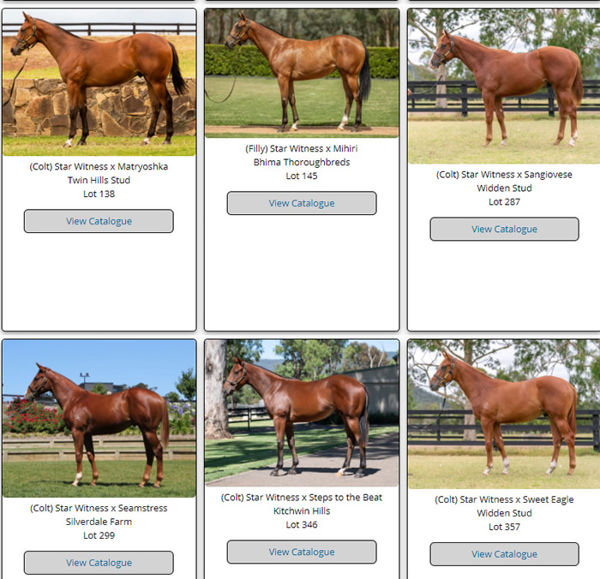 Click here to see all the images of Star Witness  Classic yearlings now uploaded.