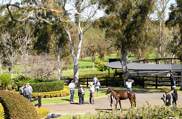 Strawberry Hill Stud has been purchased by Coolmore Australia.