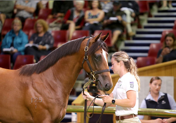 Lot 91, the Super Seth half-brother to Group One winner Mo’unga, was purchased by trainer Stephen Marsh for $380,000. Photo: Trish Dunell