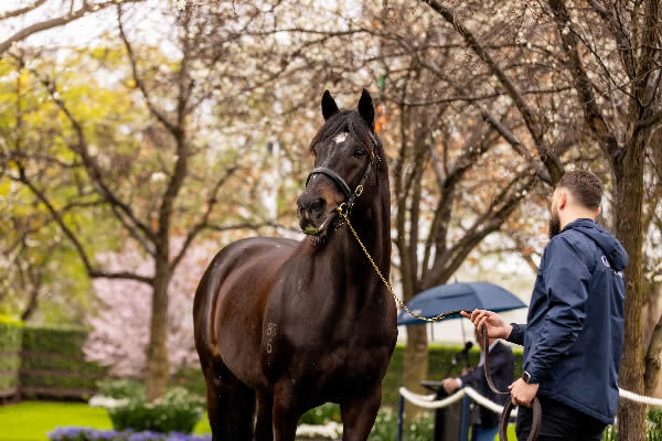 So You Think is always a crowd pleaser at Coolmore.