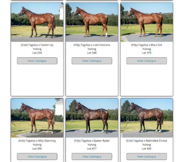 Click to see all Tagaloa yearling images.