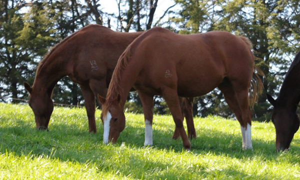 Tamac Stud Farm offers a great environment for horses - click to find out more.
