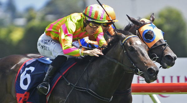 Tanganyika winning the Print House (1400m) at Te Rapa on Saturday.   Photo: Kenton Wright (Race Images)