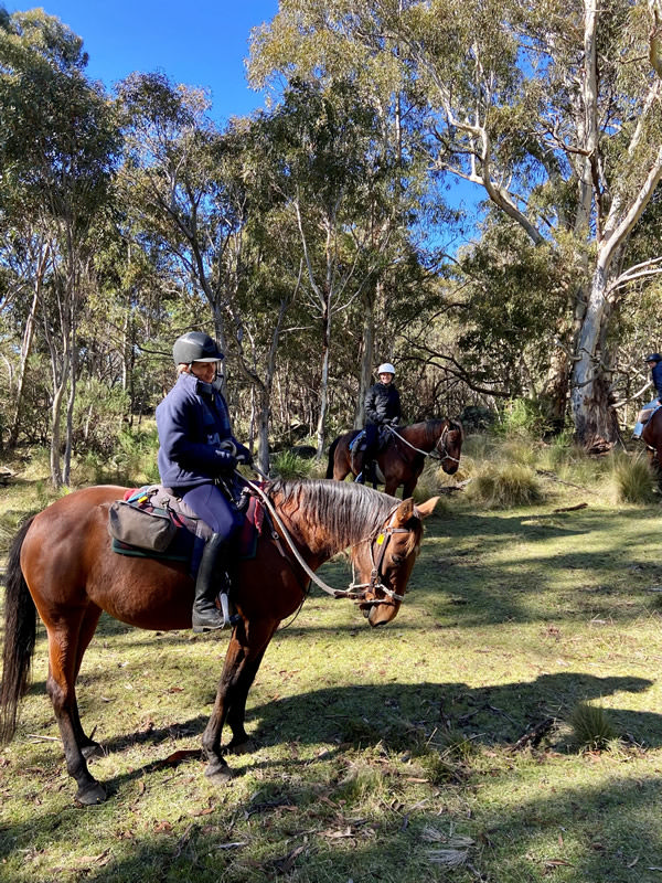 I had the first ride of my life on a standardbred, the lovely mare Remy! 