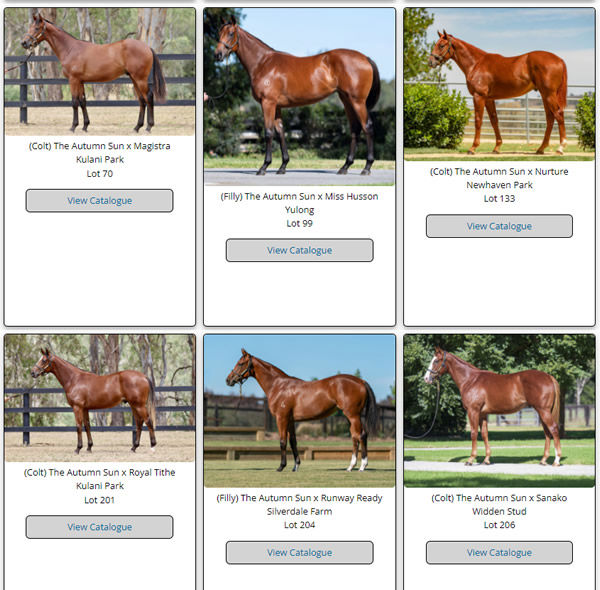 Click to see more The Autumn Sun yearlings.