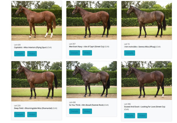 Click here to see the full Torryburn Stud Inglis Easter draft. 